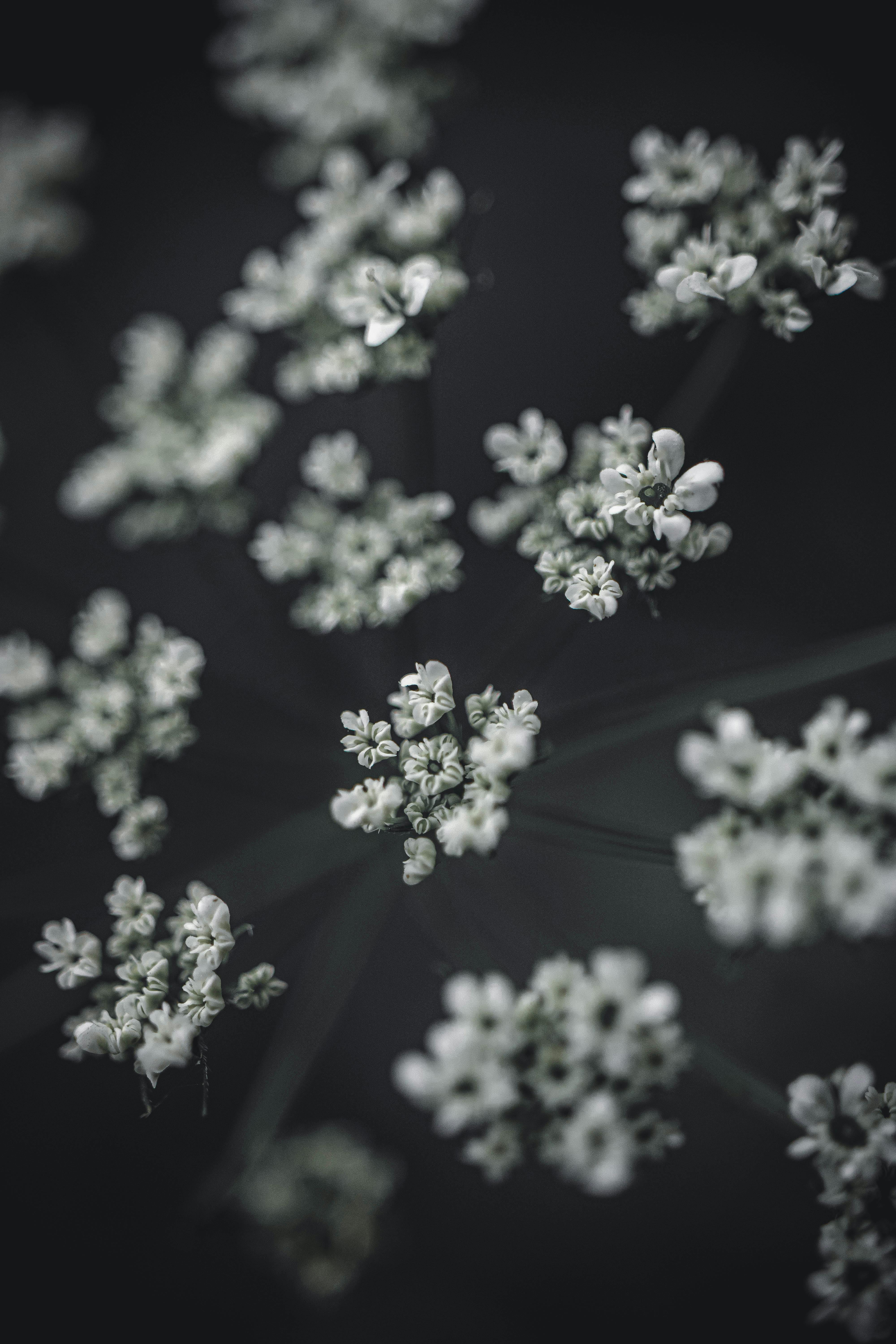 Black and White Photography of White Flowers · Free Stock Photo