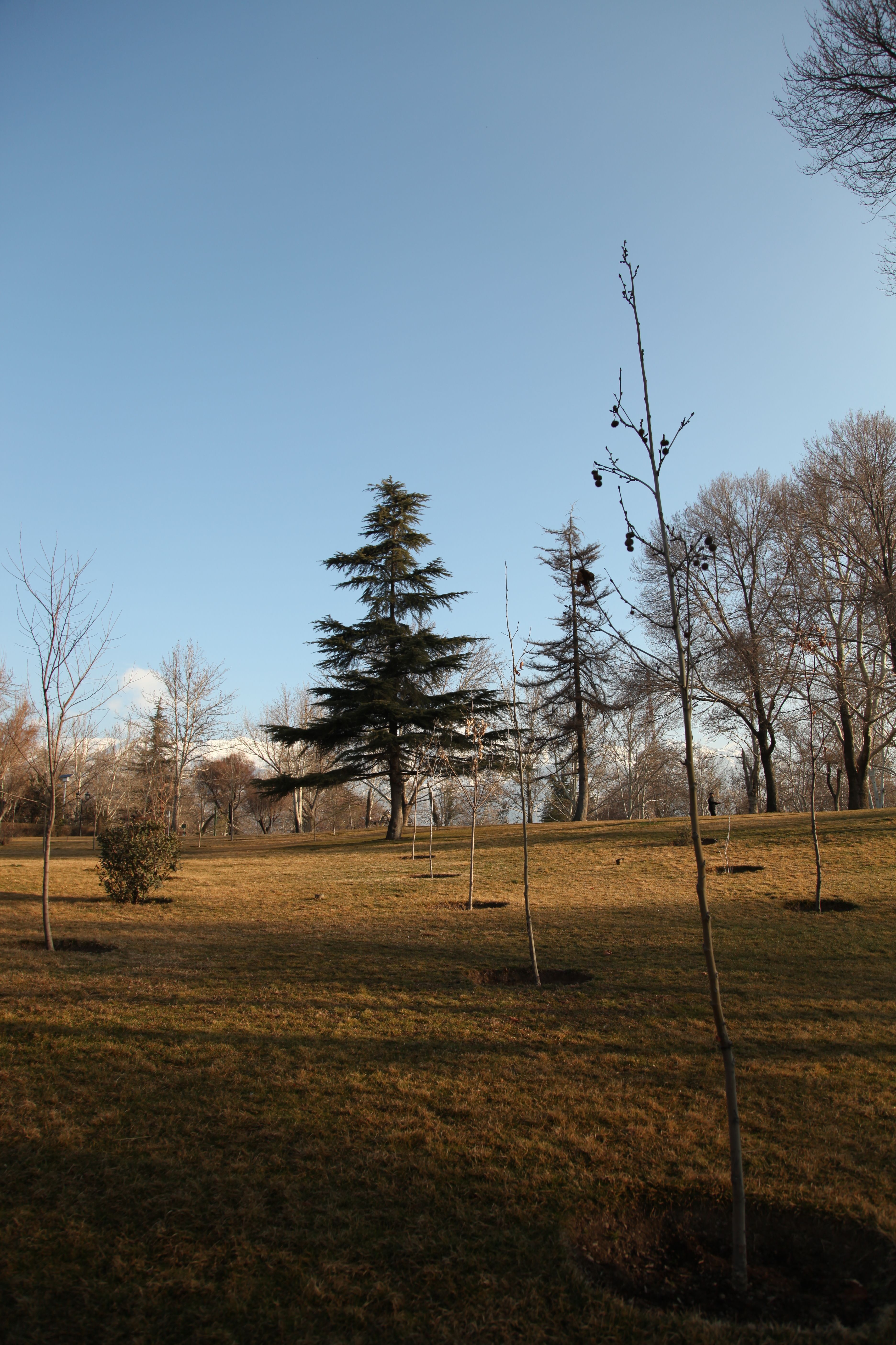Peaceful park scene with young and mature trees under a clear blue sky in Tehran, Iran.