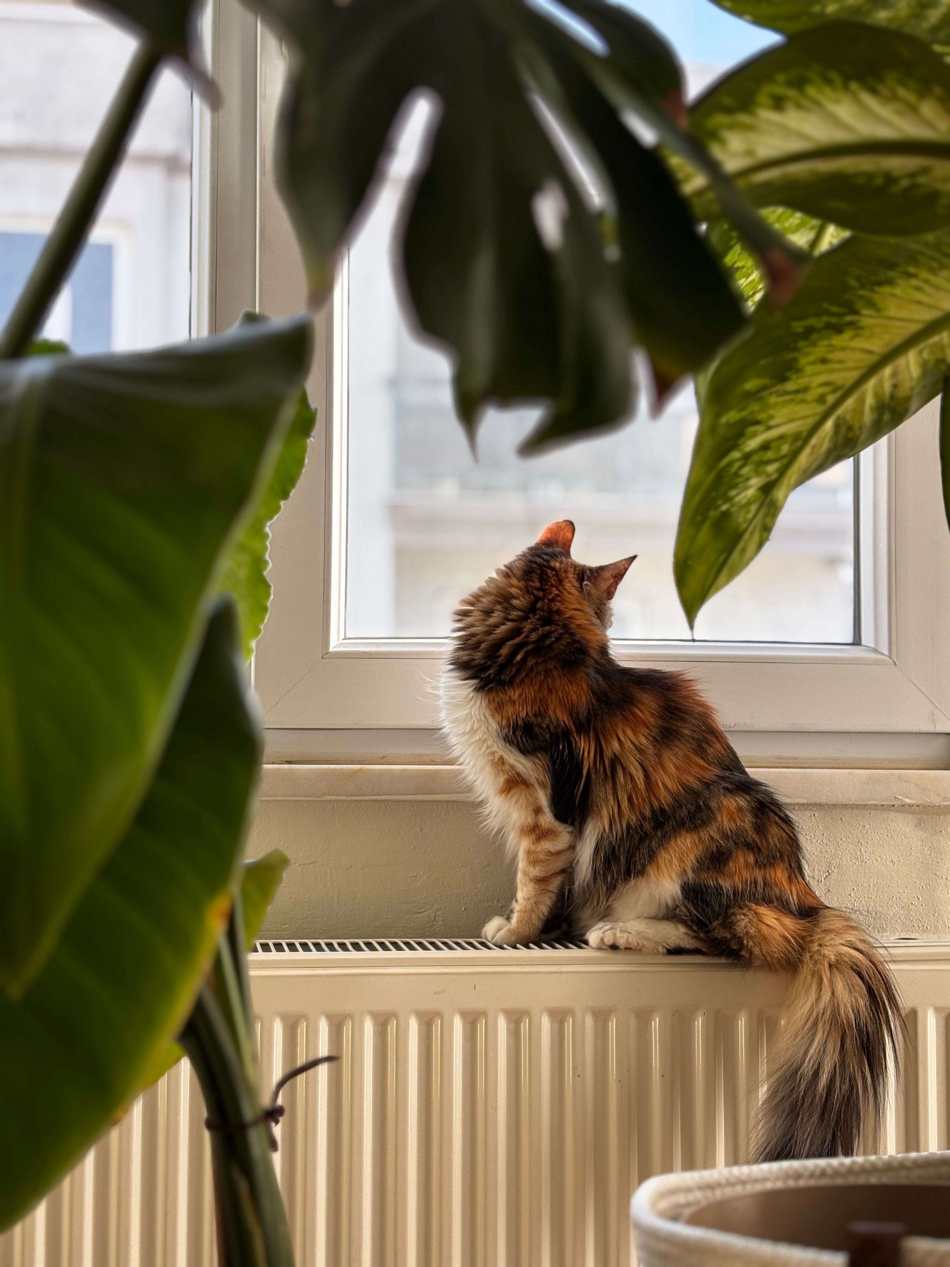 Fluffy Cat Sitting by Window with Indoor Plants · Free Stock Photo