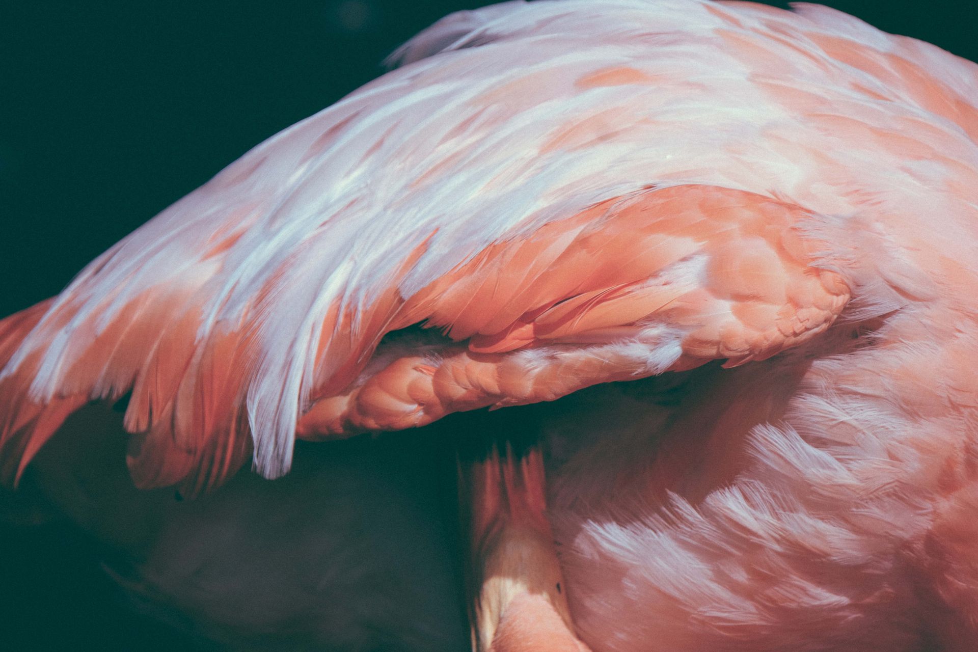 White and Orange Animal Feathers