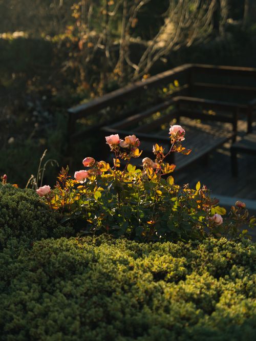 Free A tranquil garden scene featuring pink roses in bloom under the warm sunset light, creating a peaceful atmosphere. Stock Photo