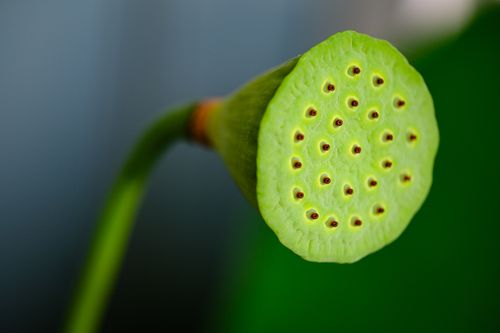 Free Macro shot of a green lotus seed pod with multiple holes on a blurred background. Stock Photo