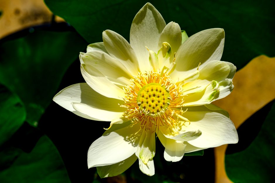 Zen tuin met lotus bevordert vitale energie Zen tuin met lotus bevordert vitale energie