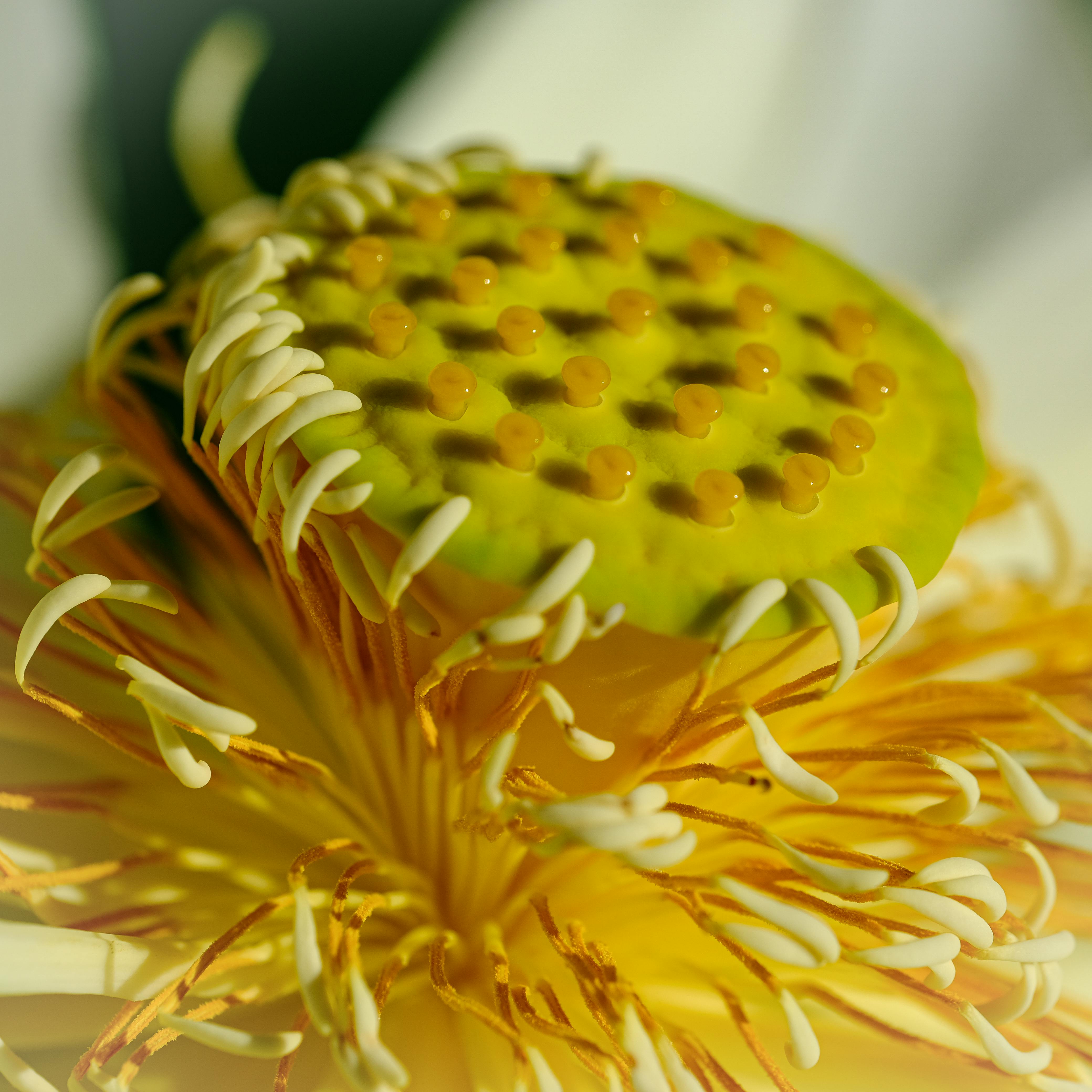 2+1, 3+1 veya Stüdyo: Bakırköy Kiralık Dairelerde Oda Sayısının Kira Üzerindeki Etkisi