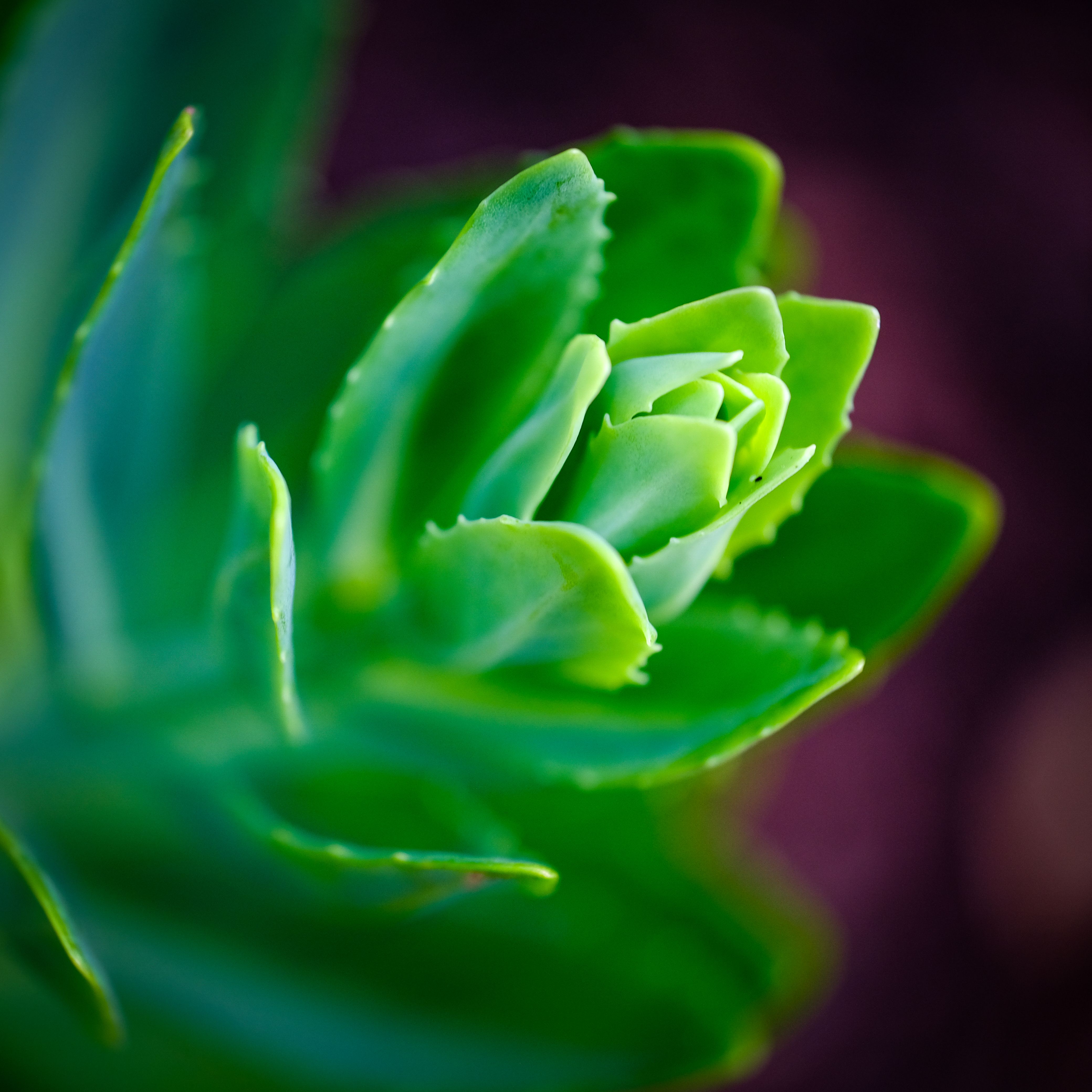 Vibrant close-up of a green succulent emerging in sunlight.