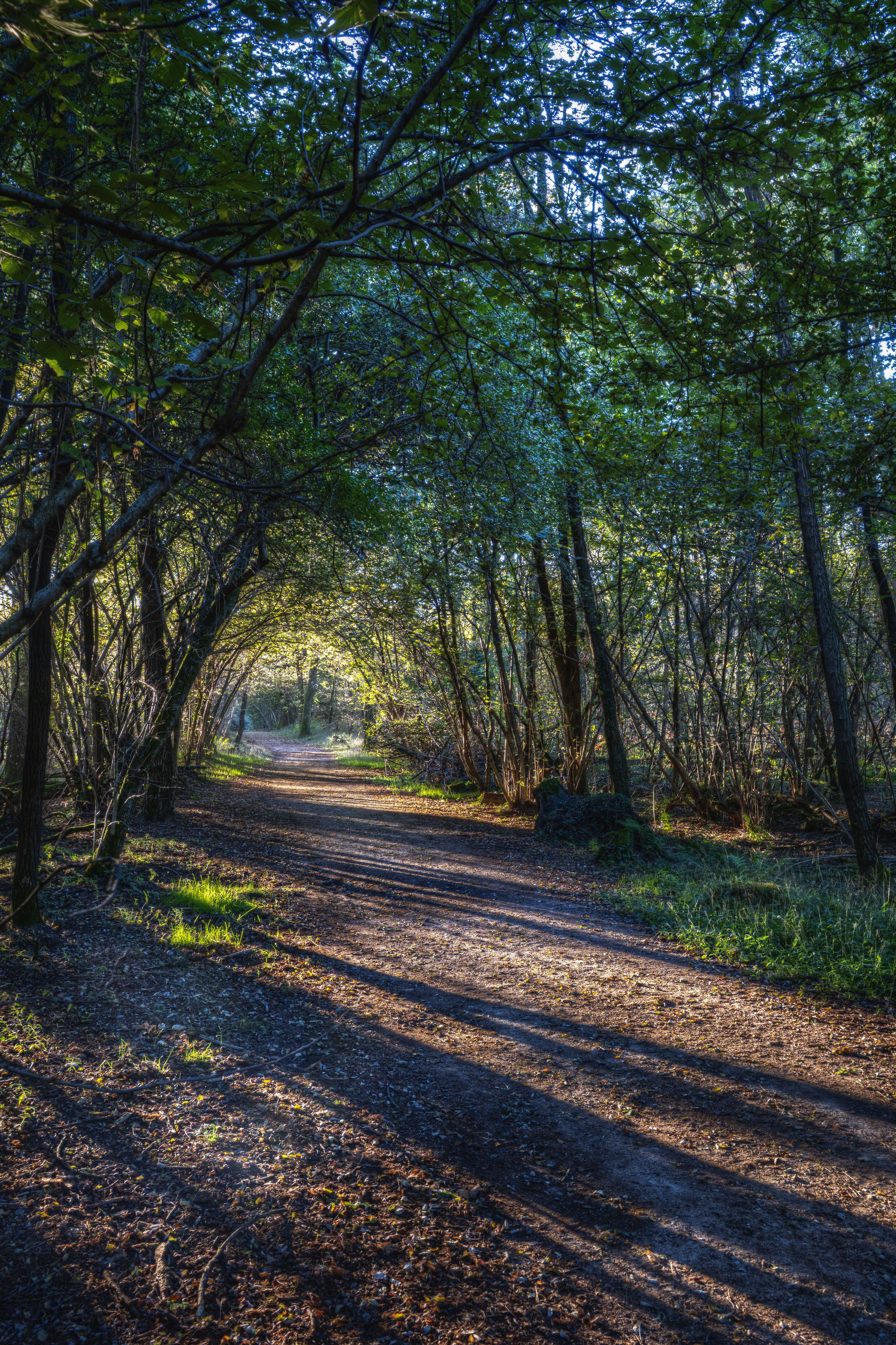 Serene Forest Pathway in Sunlit Woodland · Free Stock Photo