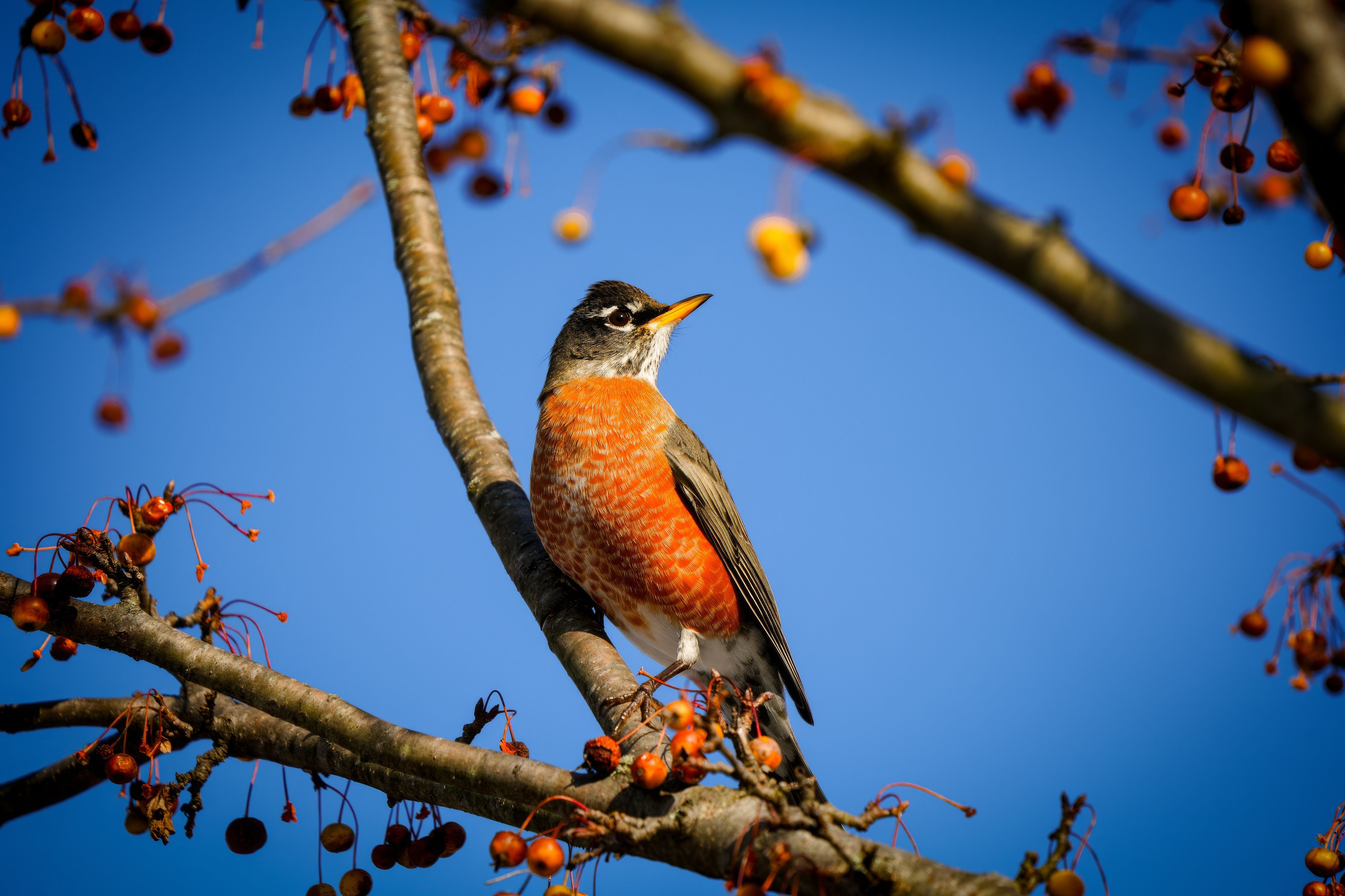 American Robin Perched on Berry Tree Branch · Free Stock Photo