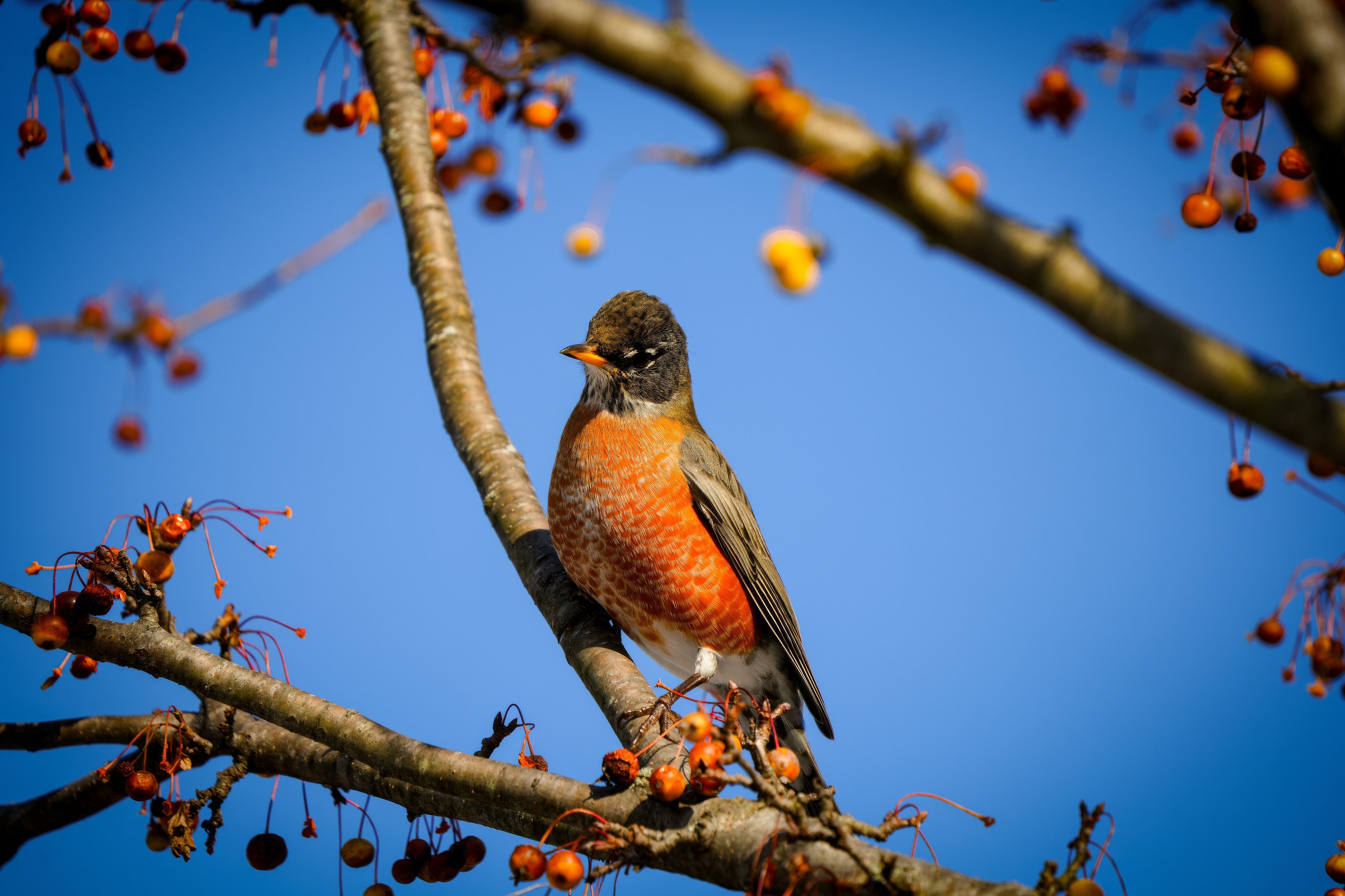 American Robin on Tree Branch with Blue Sky · Free Stock Photo
