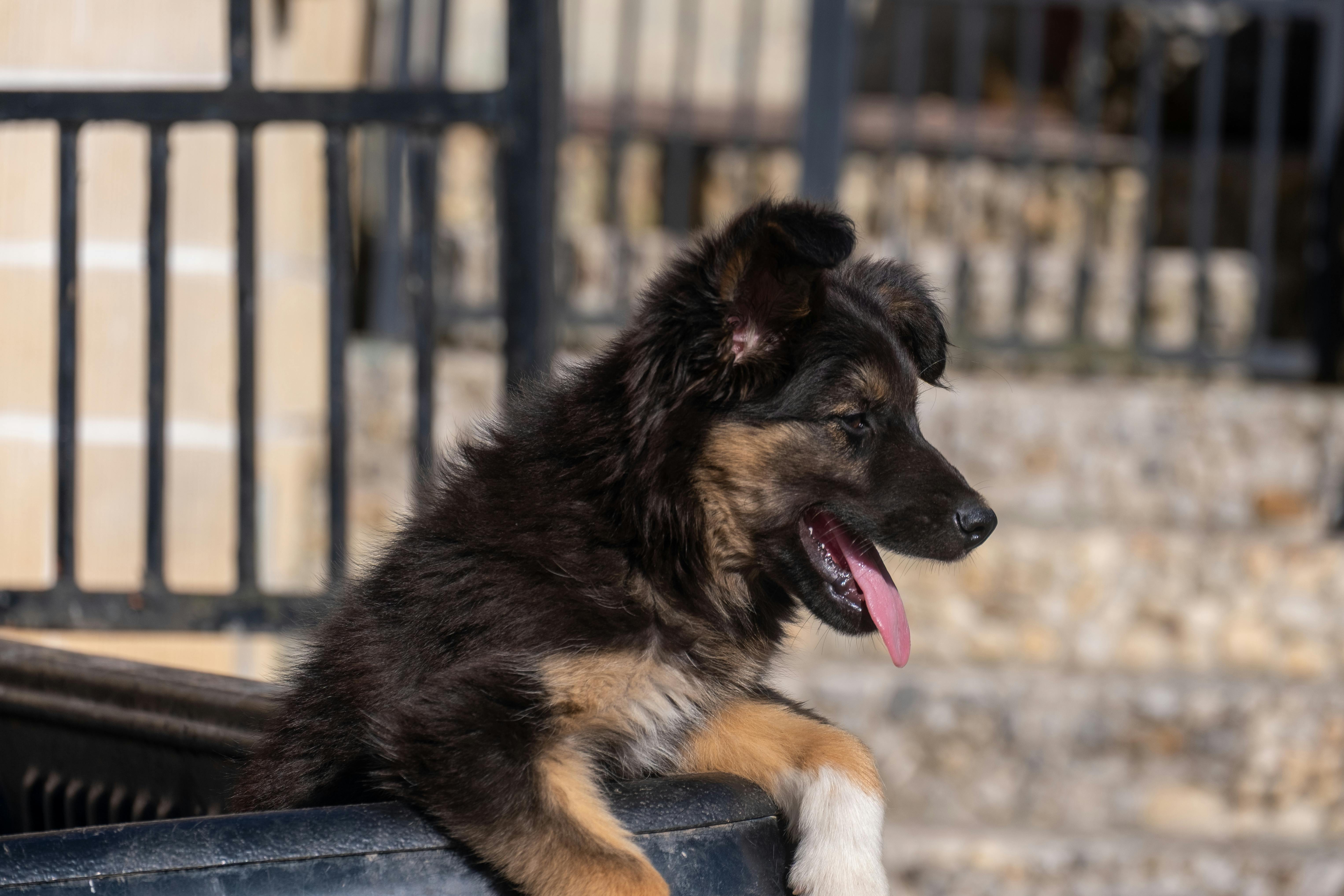 pet care, pet health, pet safety, pet grooming — Photo by Joost van Os on Pexels