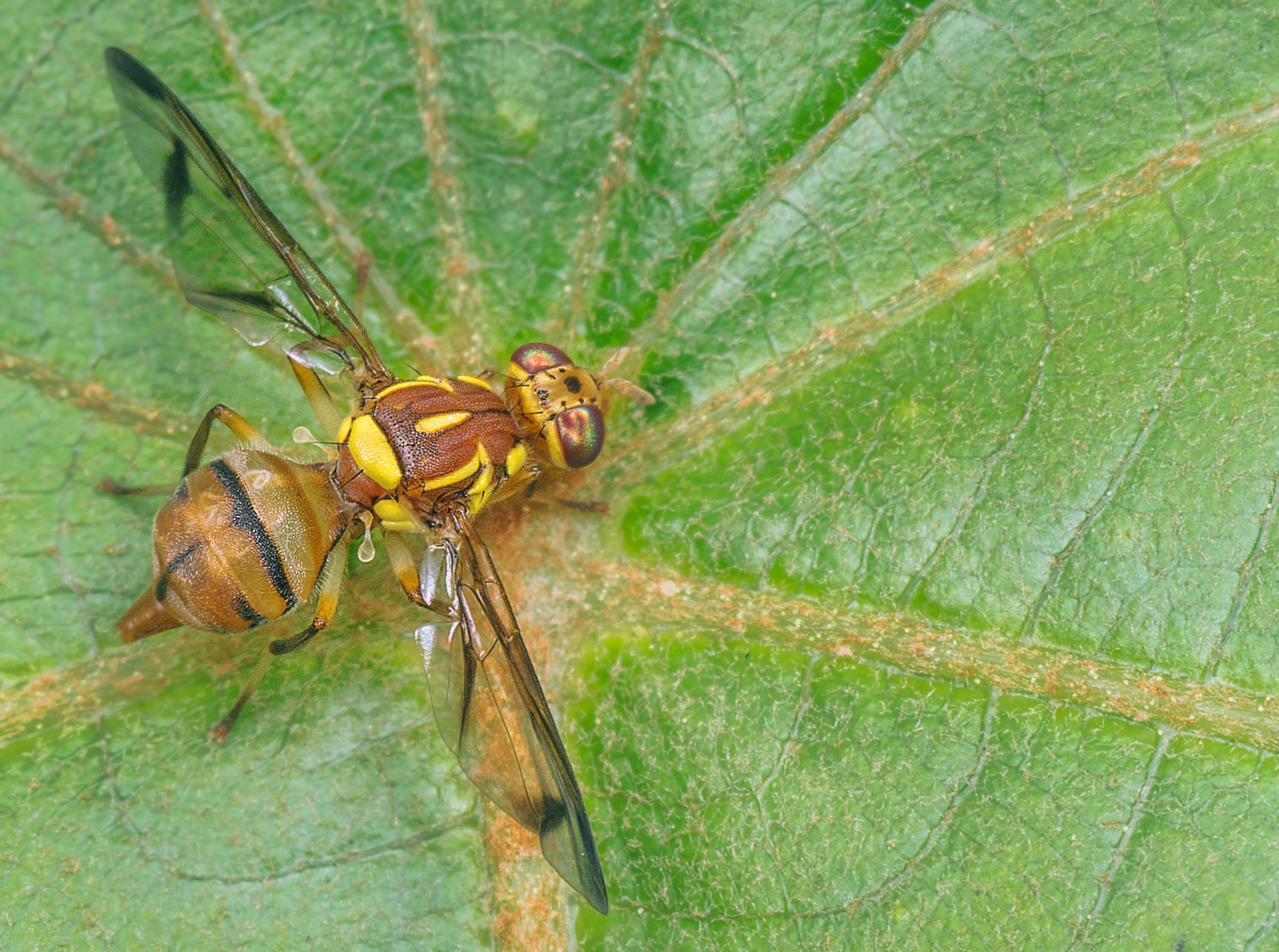 Fotografía Macro De Una Mosca Señal Colorida En Una Hoja · Foto de ...