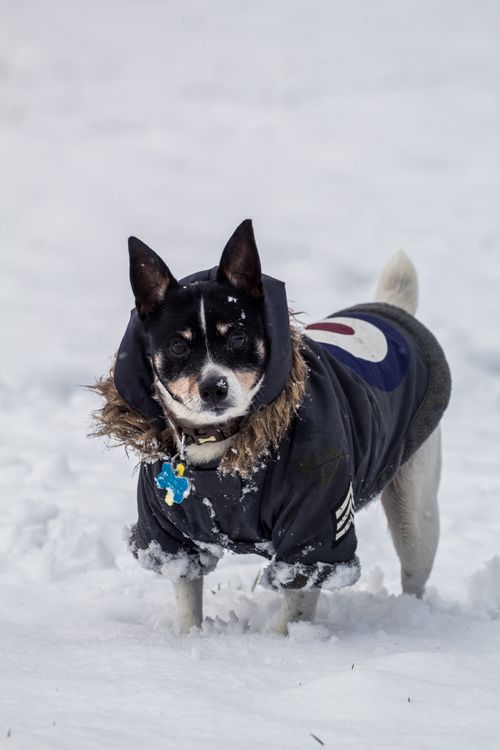 Free Adorable Terrier dog wearing a winter coat playing in the snow, showcasing winter fun. Stock Photo