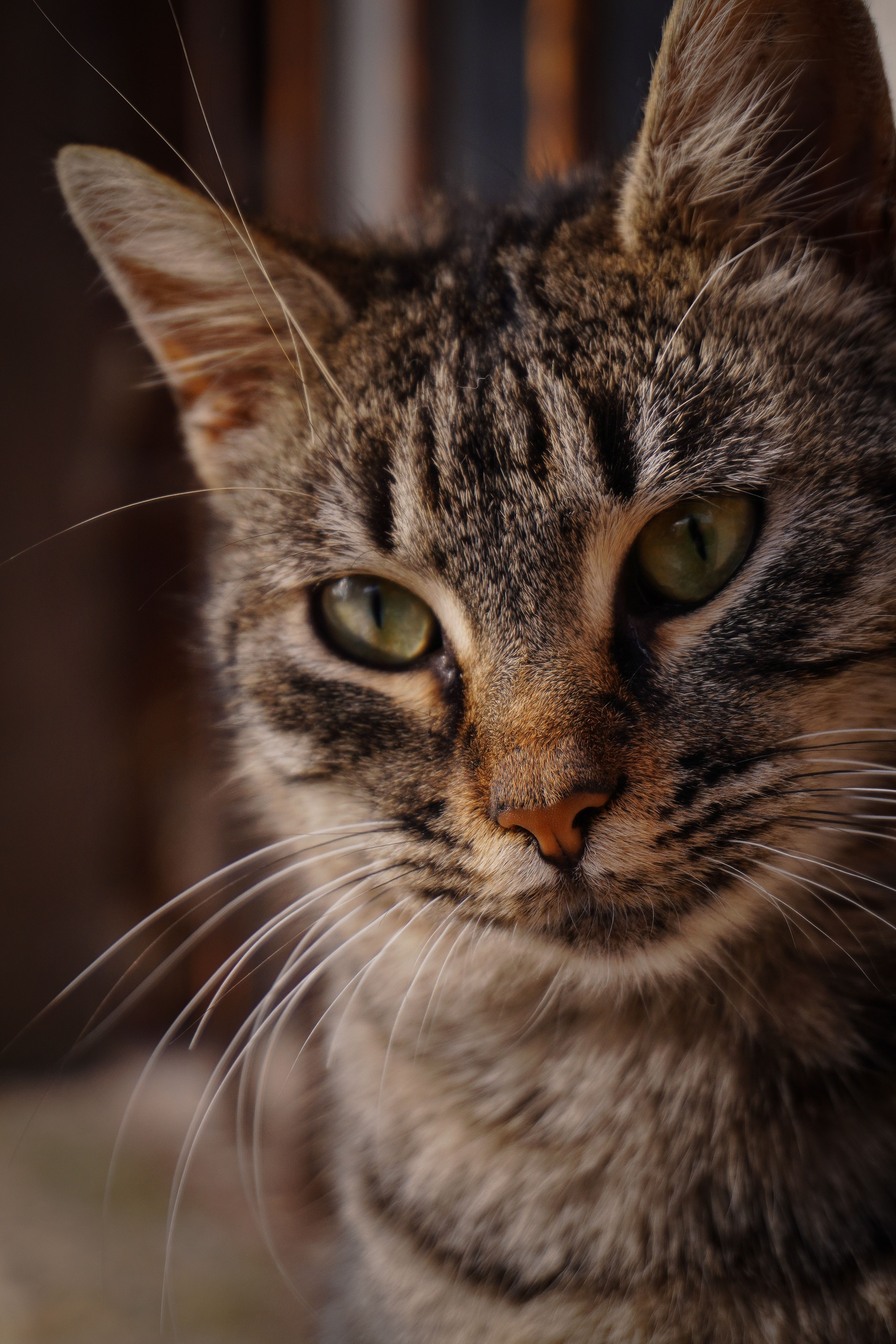 Close-up Portrait of a Tabby Cat with Green Eyes · Free Stock Photo