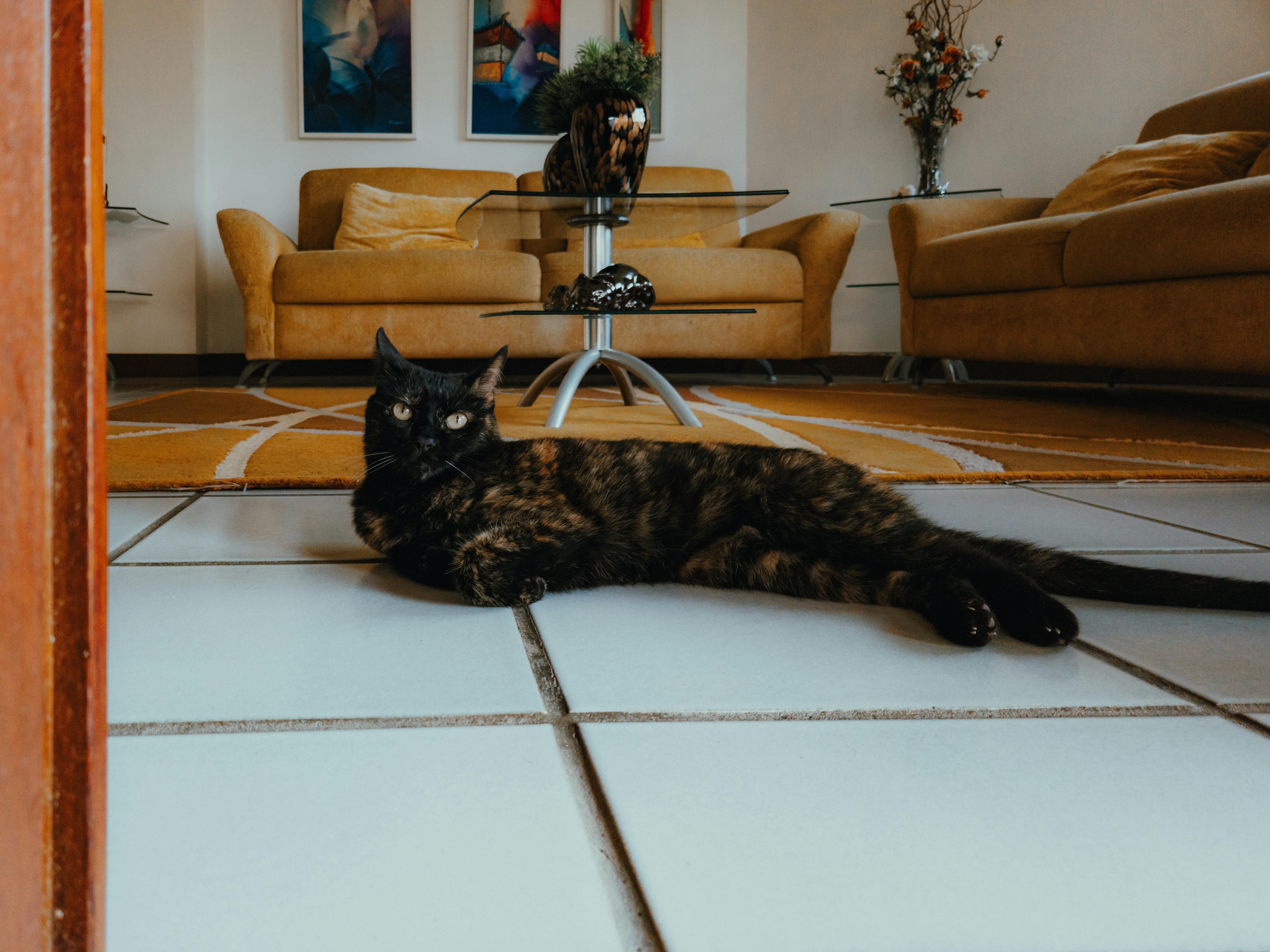 pet lifestyle pets lifestyle — Photo by Ivett M on Pexels