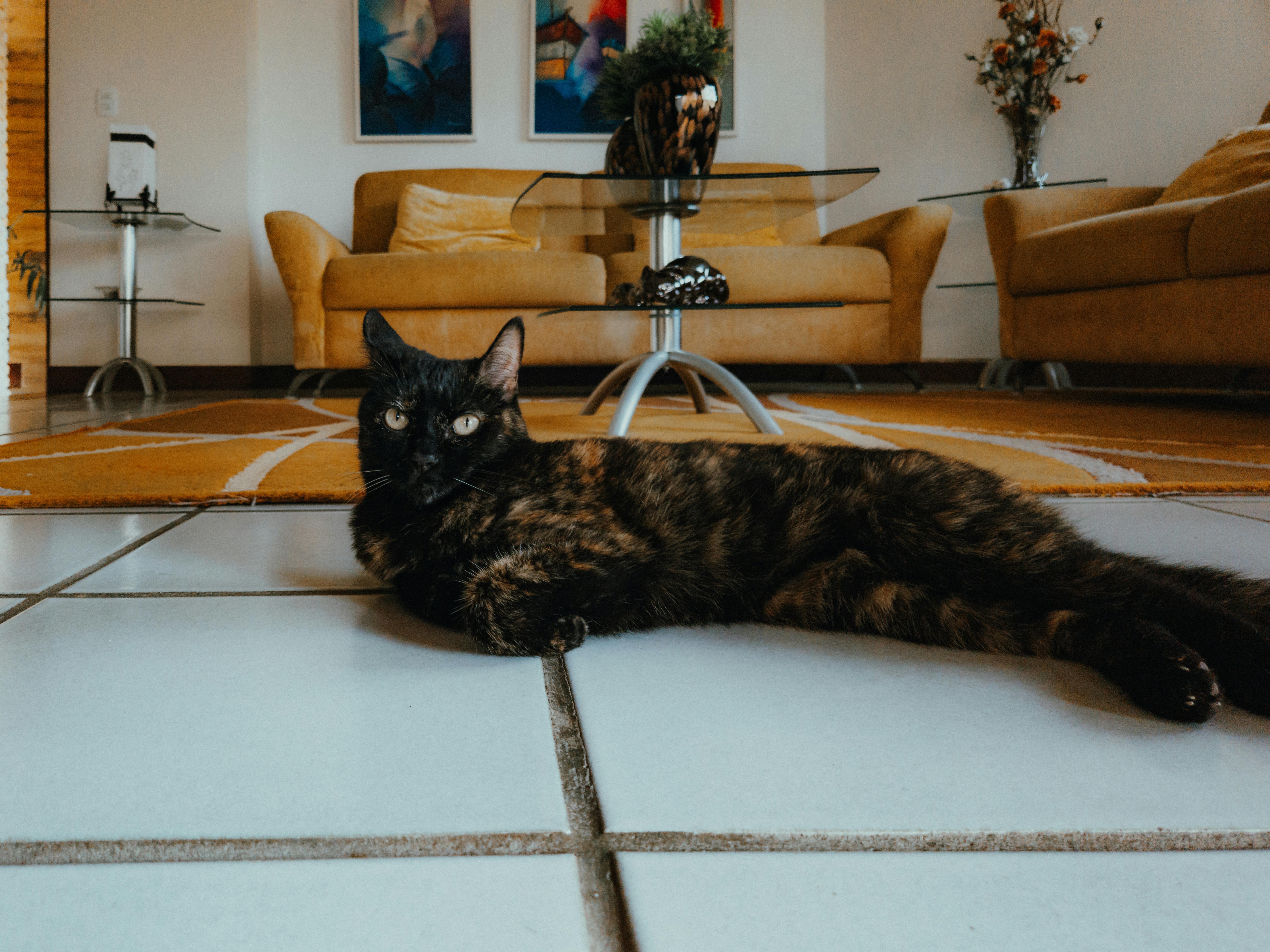 pet lifestyle pets lifestyle — Photo by Ivett M on Pexels