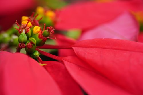 Free Detailed macro shot of vivid red poinsettia flowers showcasing their intricate beauty. Stock Photo