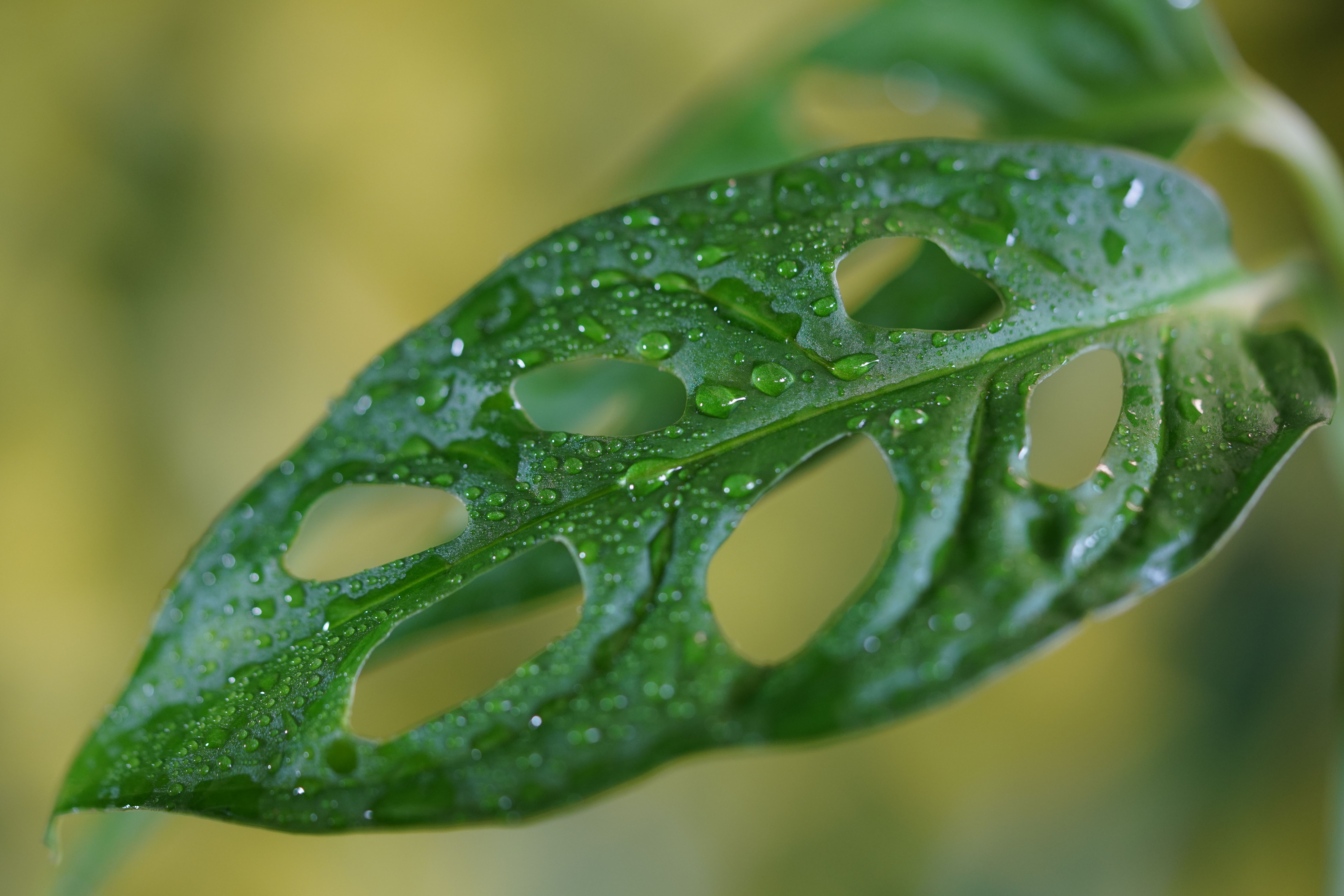 Close-up of Drops on Green Plant Leaves  Free Stock Photo