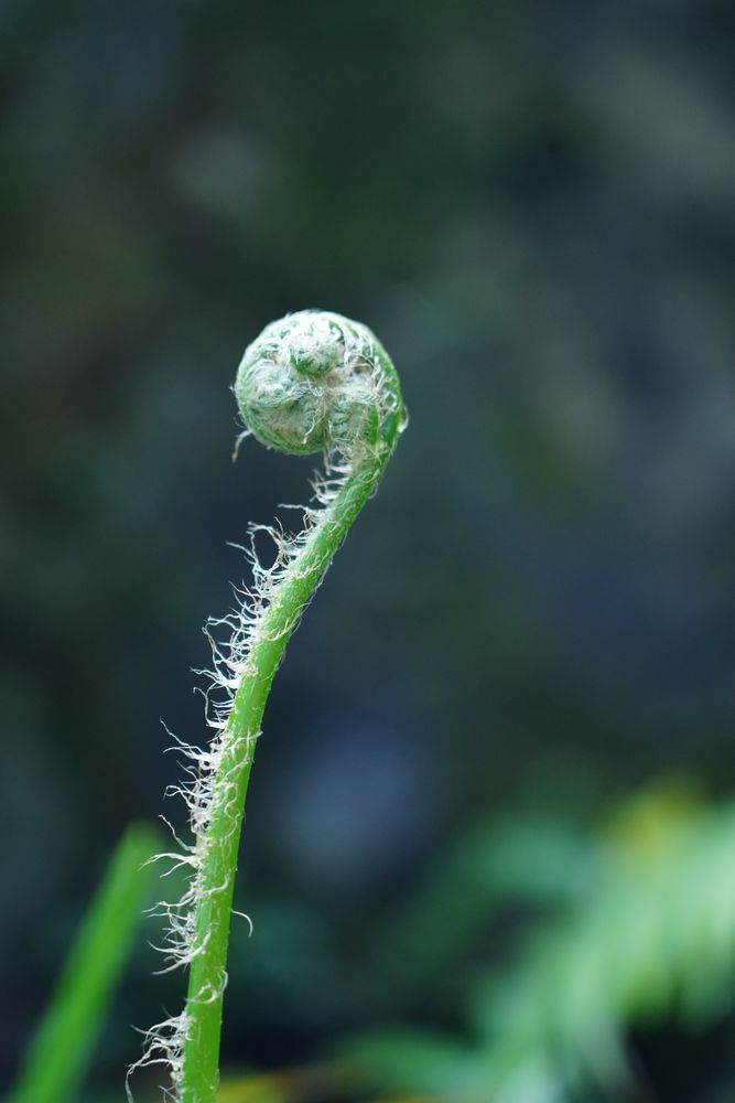 Unfurling Photos, Download The BEST Free Unfurling Stock Photos & HD Images