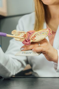 Close-up of a female doctor explaining the human reproductive system using a detailed model.