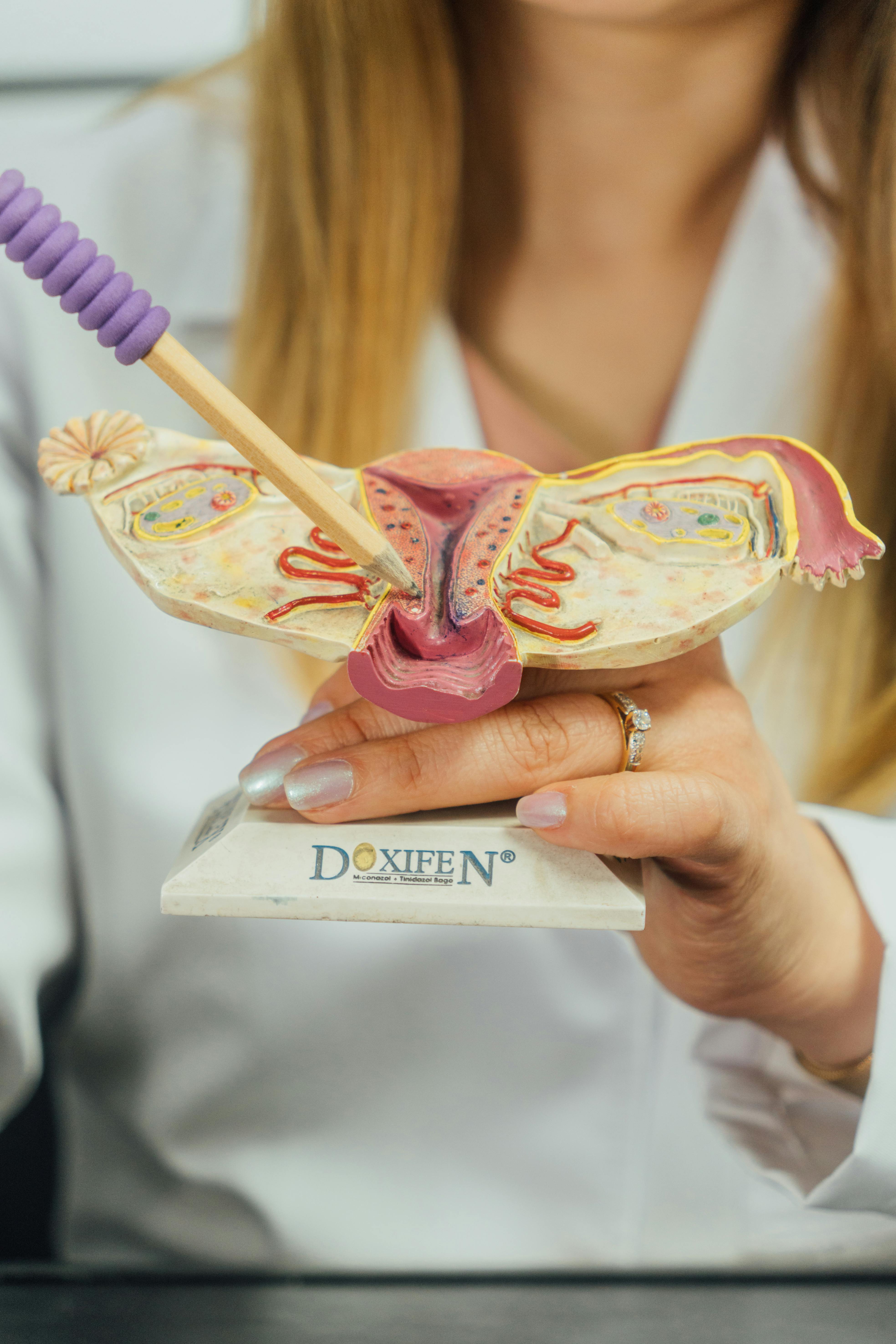 bezplatná Detail gynekologického anatomického modelu s ukazovátkem v lékařském prostředí. Základová fotografie