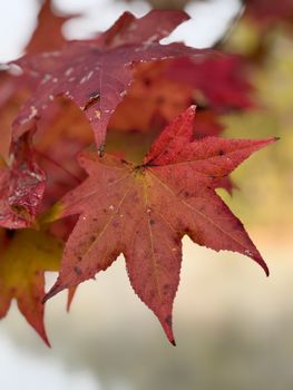 Close-up of bright red maple leaves in fall, showcasing natural beauty.