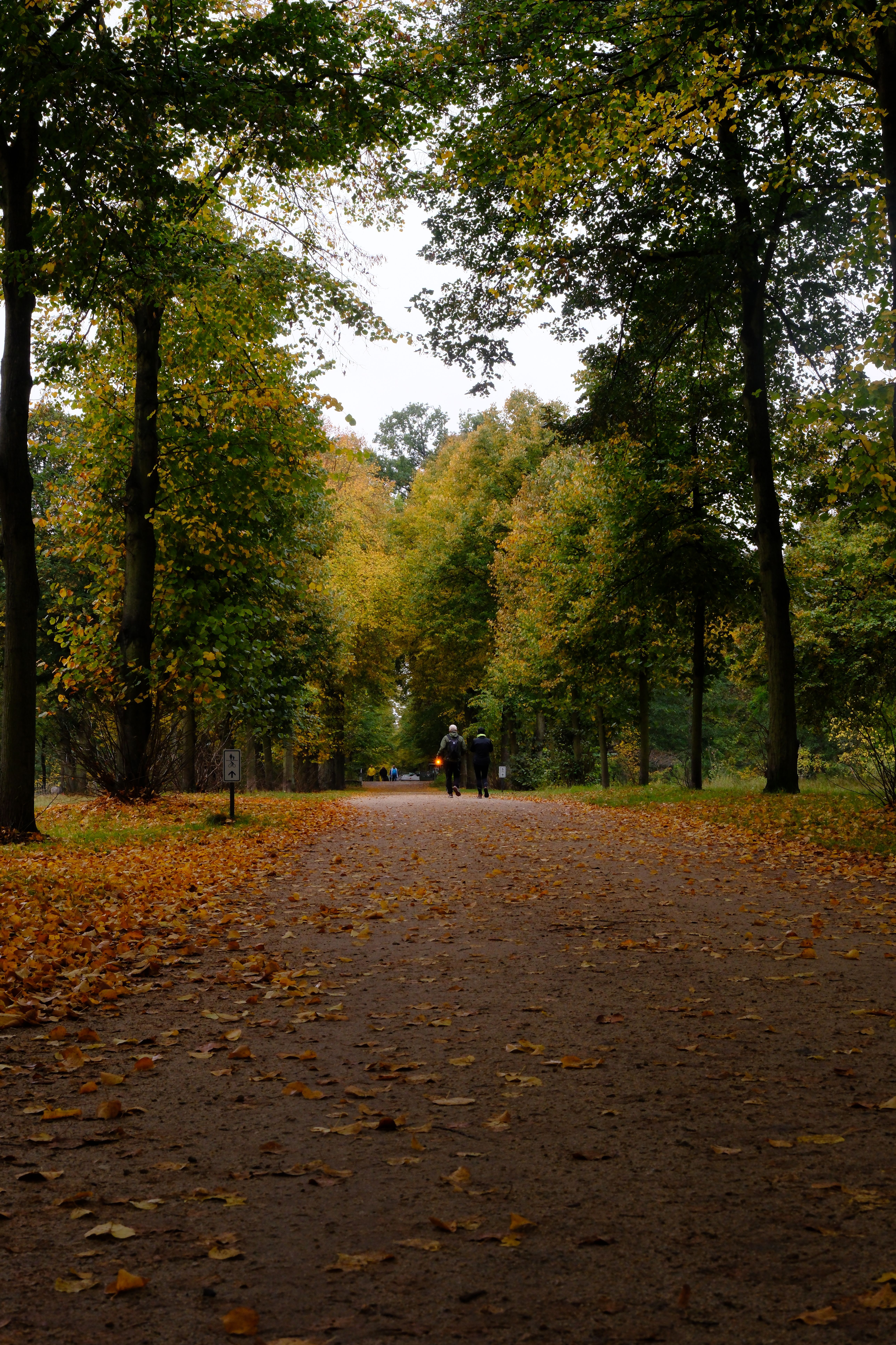 Serene Autumn Walkway in Leafy Park · Free Stock Photo