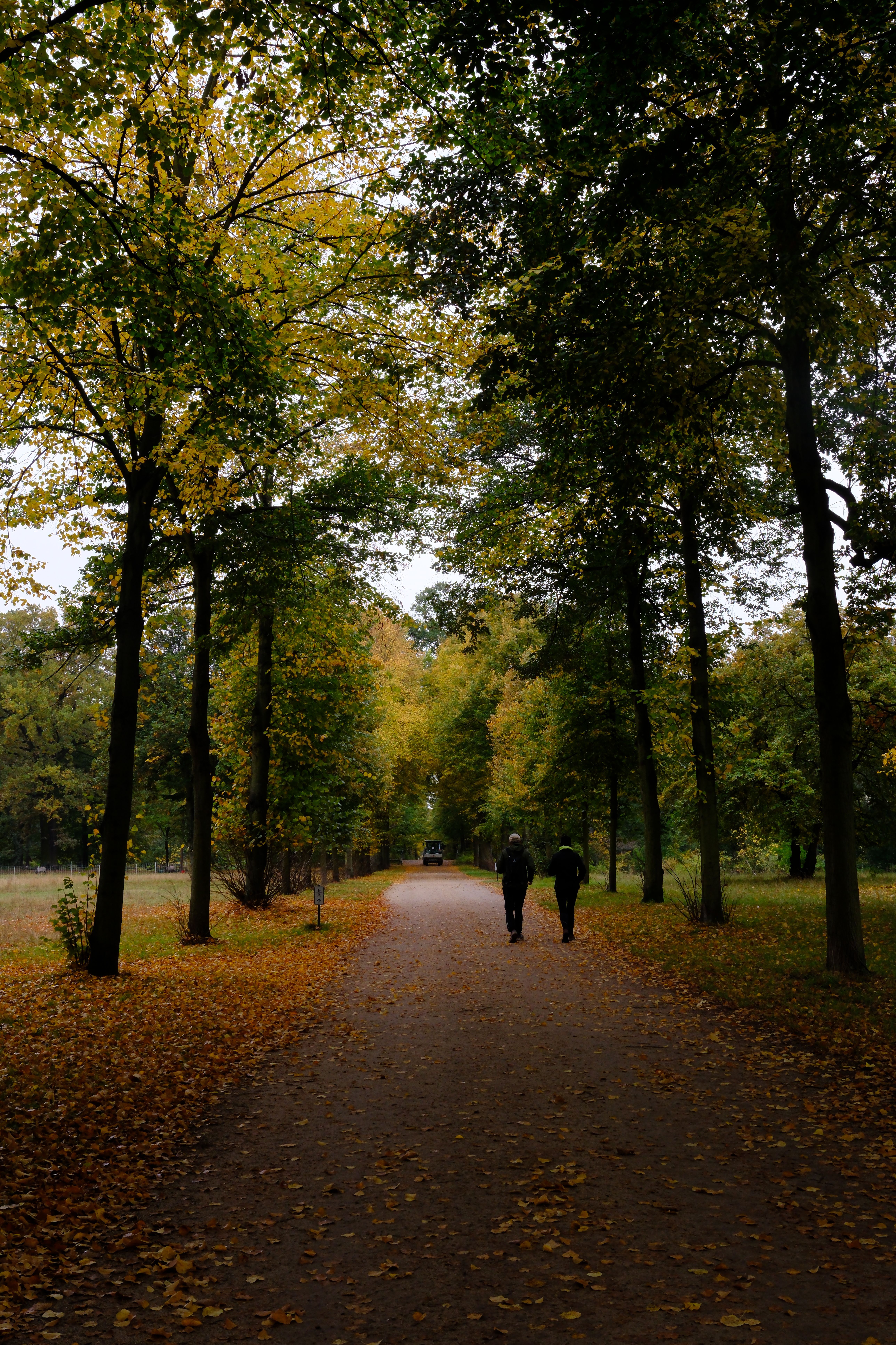 Autumn Stroll through a Peaceful Park Pathway · Free Stock Photo