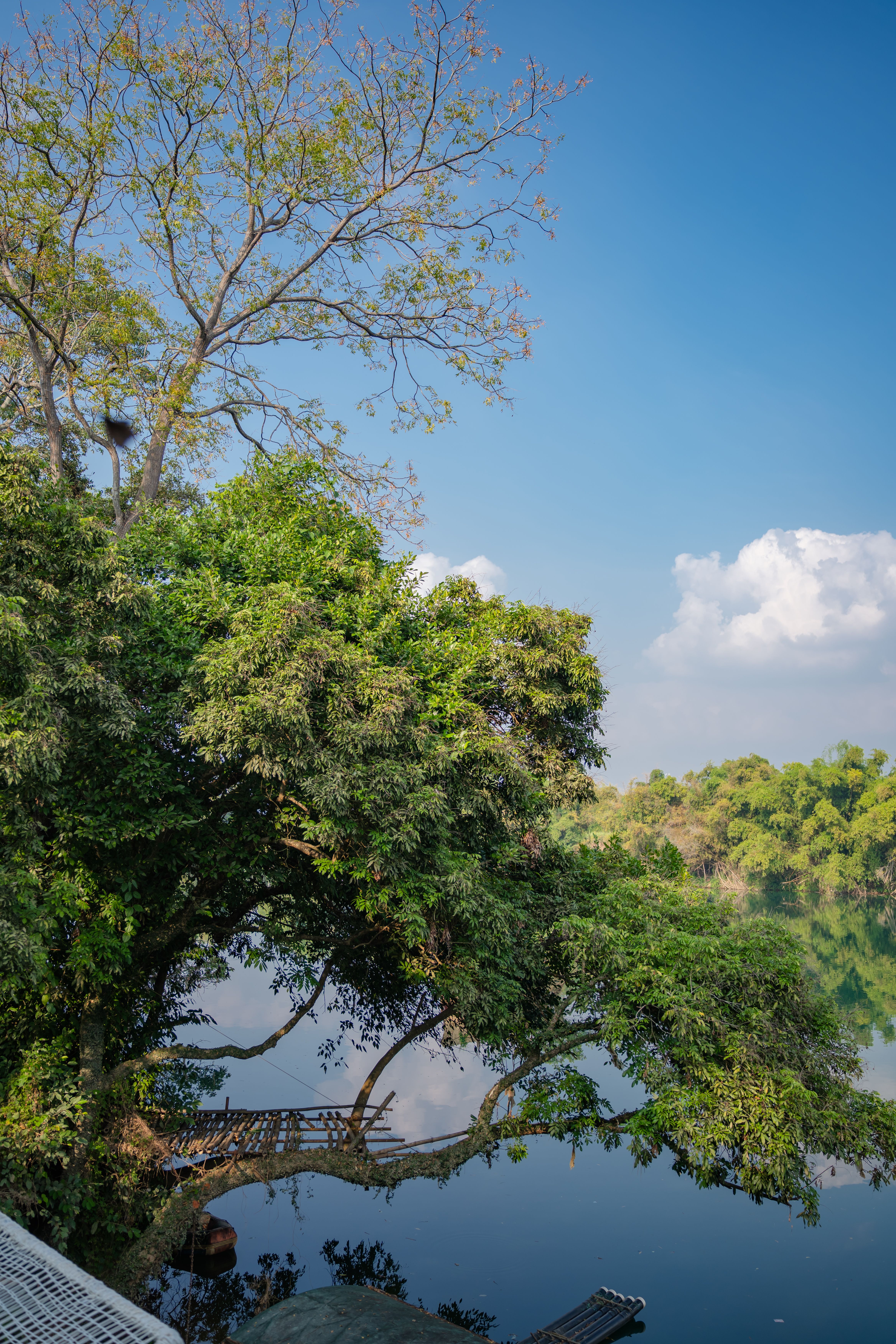 Serene Riverside Trees Under Blue Sky · Free Stock Photo