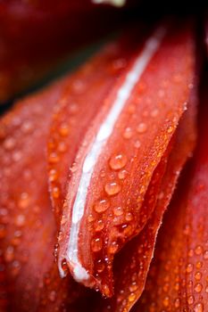 Vibrant red flower petal covered with fresh water droplets, showcasing natural beauty.
