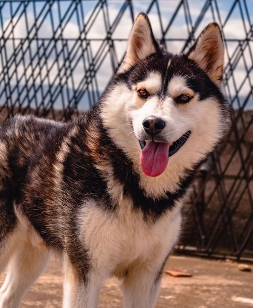 Free Siberian Husky with a playful expression standing outdoors on a sunny day. Stock Photo