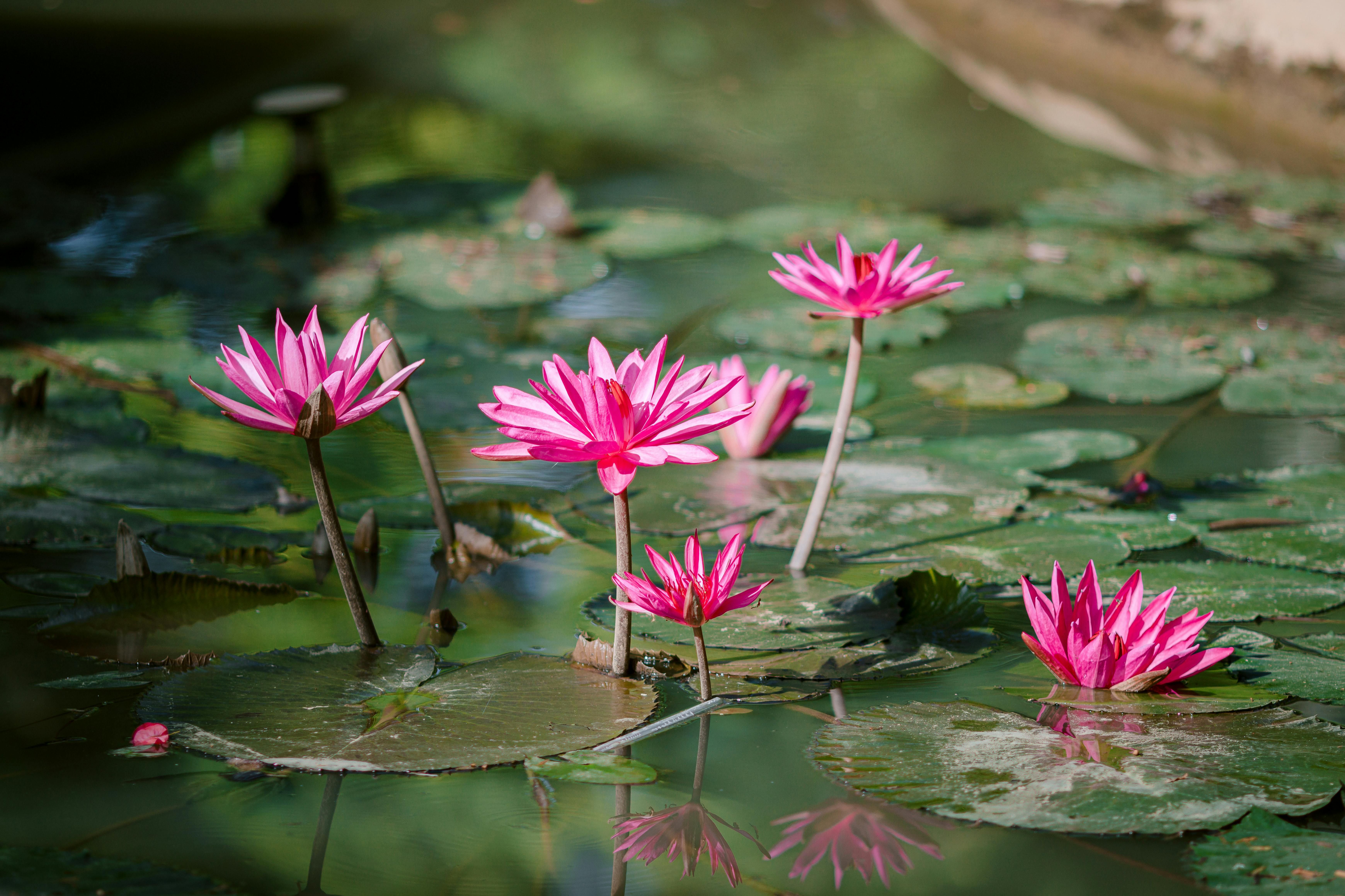 Revolutionize Your Backyard with Organic Gardening Secrets