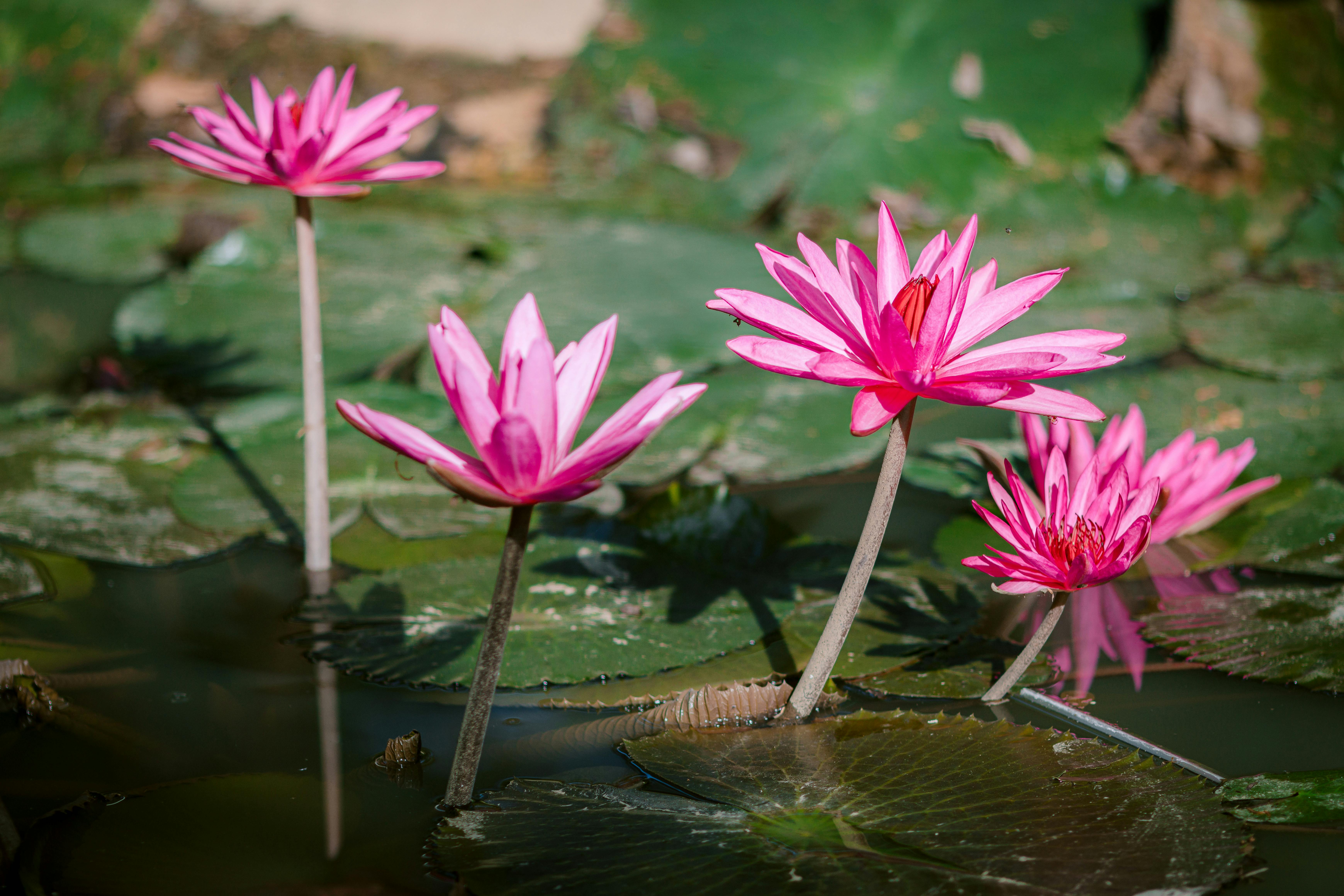 Comment choisir les meilleures plantes pour un jardin aquatique