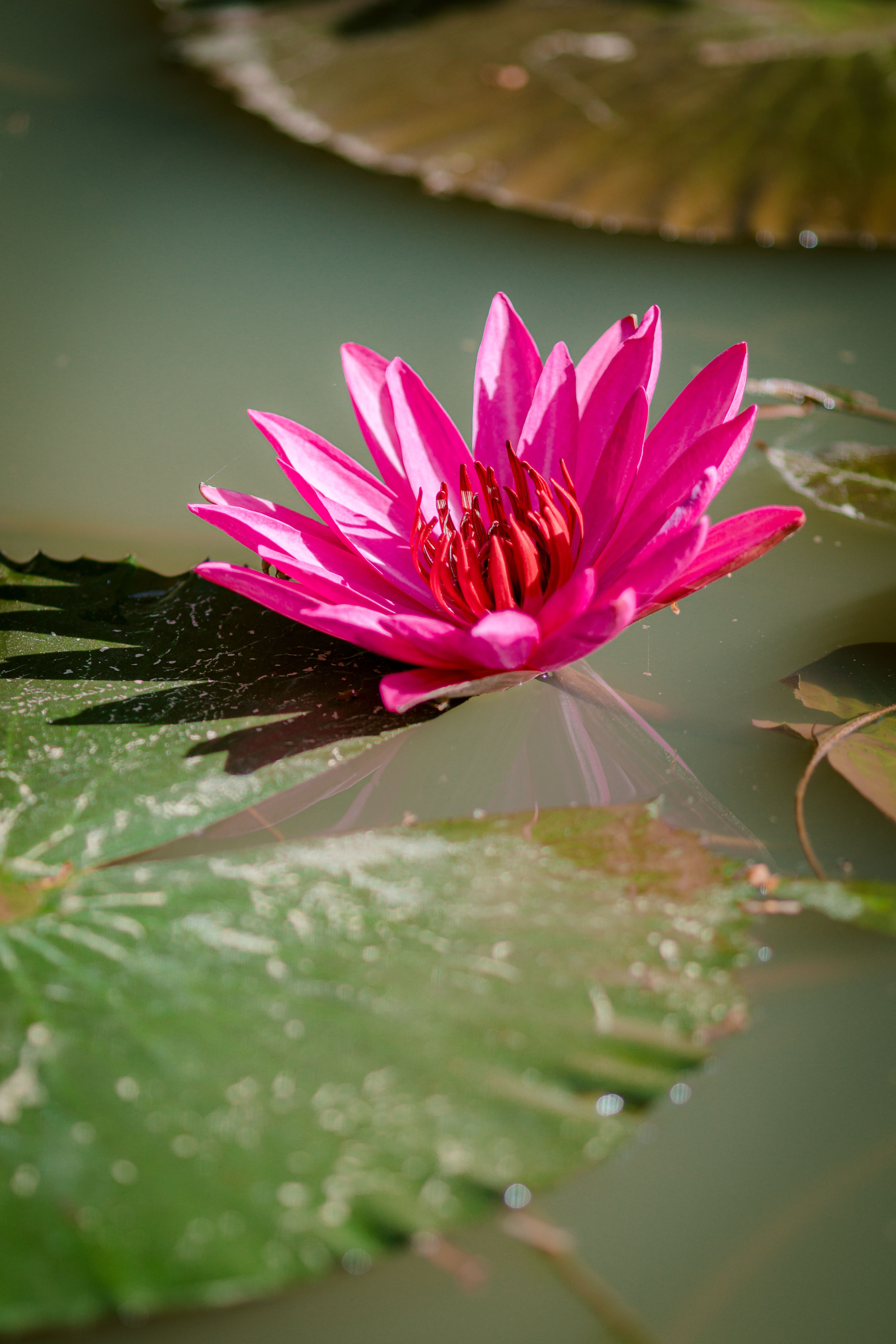 Vibrant Pink Water Lily on Serene Pond · Free Stock Photo