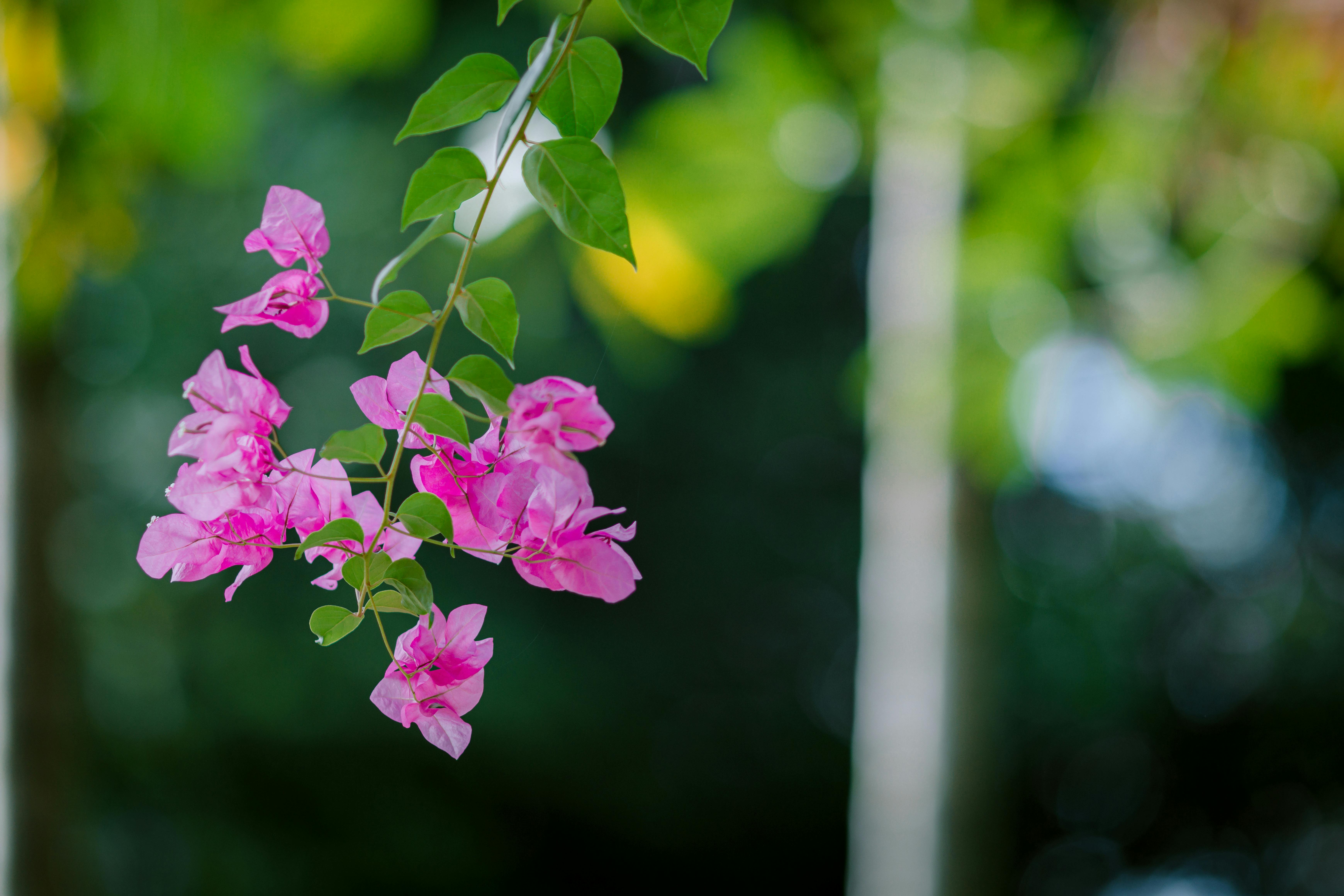Jardin paysager avec arbres d'ornement