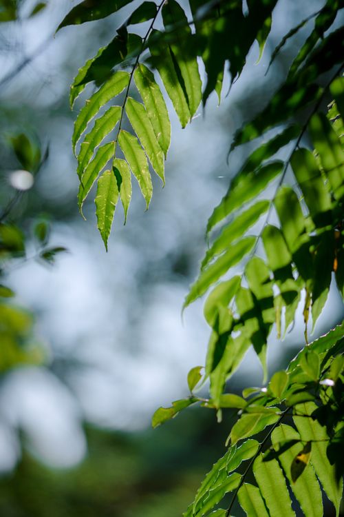 Free Vibrant green leaves with sunlight backdrop, creating a serene natural scene. Stock Photo