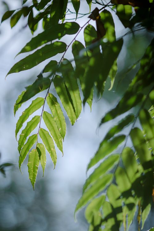 Free Close-up of sunlit green leaves with a soft focus blue sky background, creating a serene natural scene. Stock Photo
