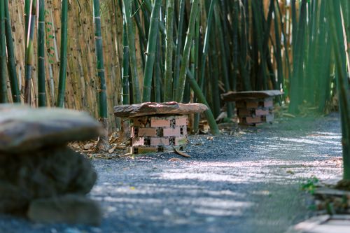 Free Tranquil bamboo forest path featuring rustic stone benches, inviting relaxation. Stock Photo