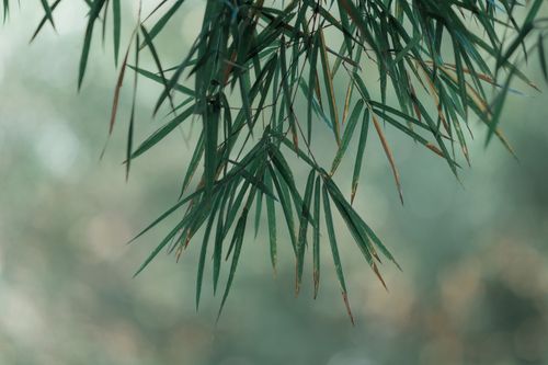 Free Serene image of bamboo leaves with a blurred natural background, perfect for nature themes. Stock Photo
