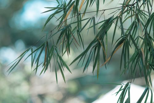 Free Close-up of green bamboo leaves swaying in a gentle breeze outdoors. Stock Photo