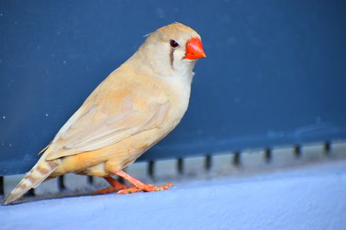 Free Colorful zebra finch with orange beak perched on a blue surface. Stock Photo