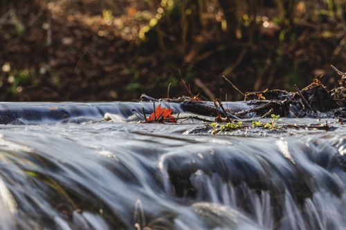 Free A tranquil stream flowing over rocks surrounded by autumn foliage in a forest setting. Stock Photo