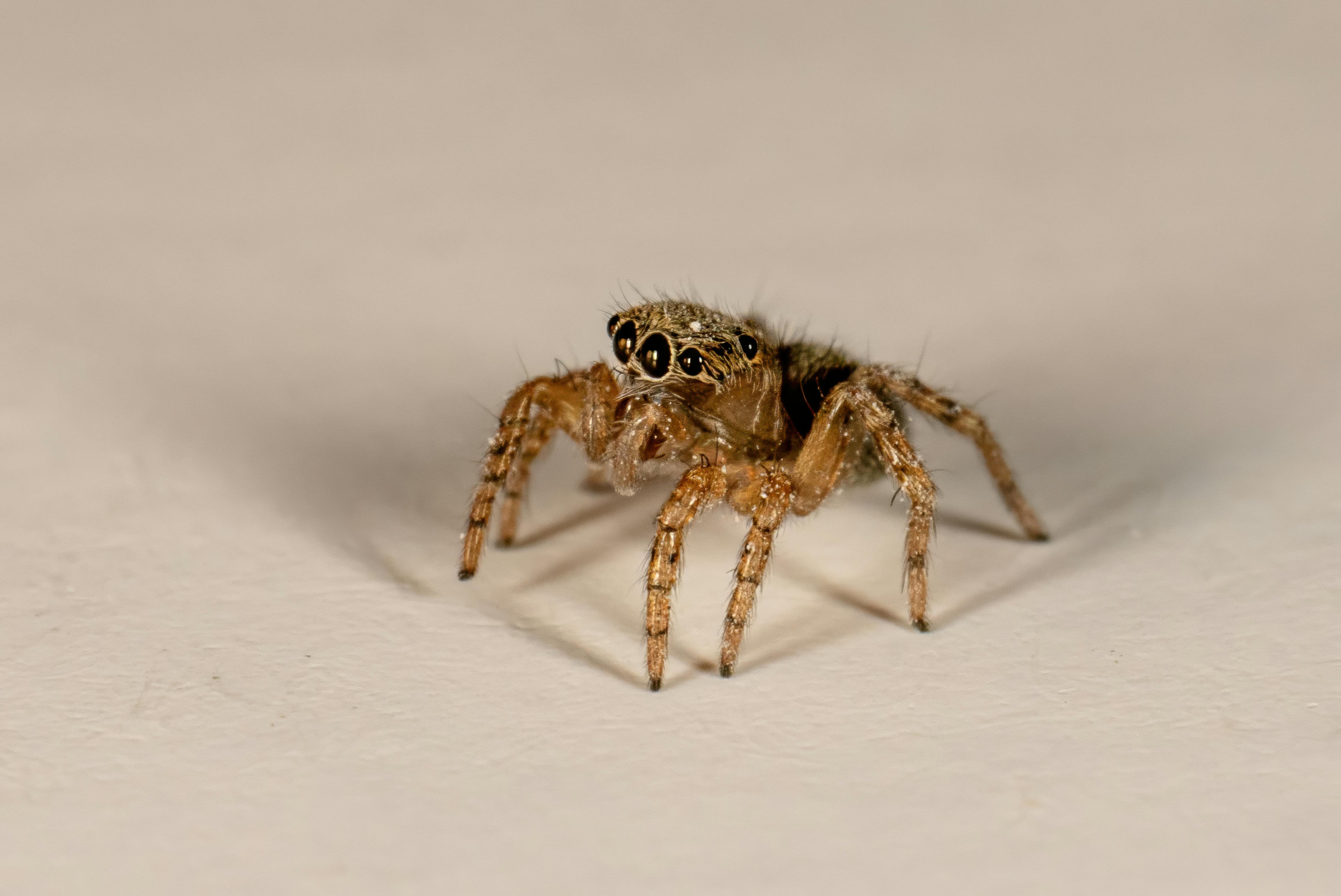 Detailed macro shot of a jumping spider showcasing its intricate patterns and features.