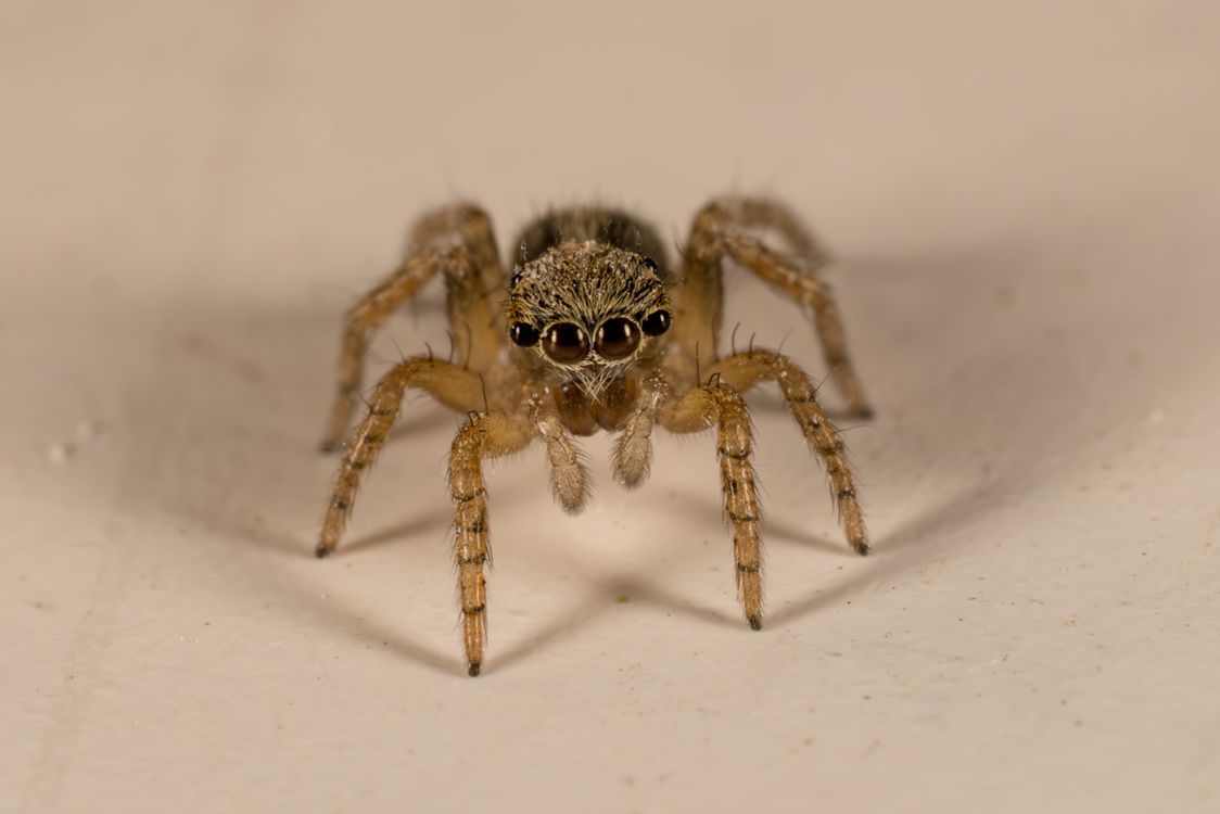 Nice Spider Close-Up Photography of Jumping Spider · Free Stock Photo