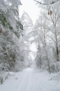 A tranquil winter scene of a snow-covered forest path lined with frosted trees under a bright sky.
