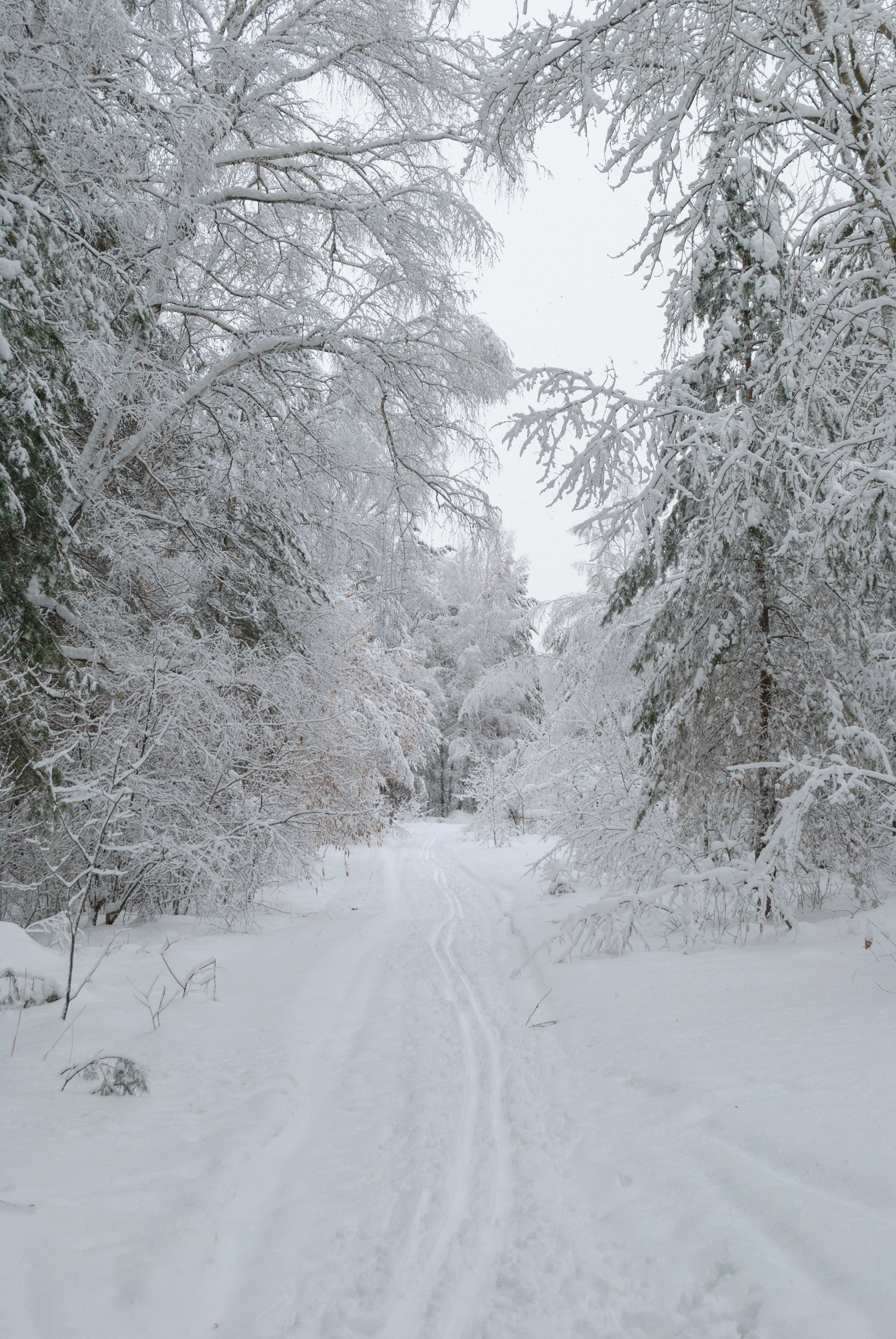 Tranquil Snowy Path in a Winter Forest · Free Stock Photo