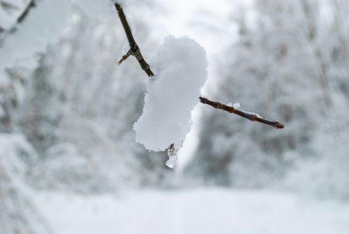 Free Close-up of snow on a branch in a serene winter forest, showcasing nature's tranquility. Stock Photo