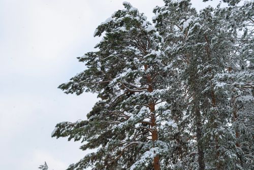 Free Serene snowy pine trees creating a peaceful winter landscape in a forest. Stock Photo