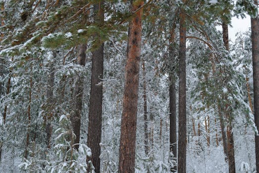 A serene view of a snow-covered pine forest during winter, evoking peace and tranquility.