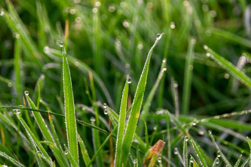 Free Macro shot of fresh green grass with morning dew, highlighting nature's delicate beauty. Stock Photo