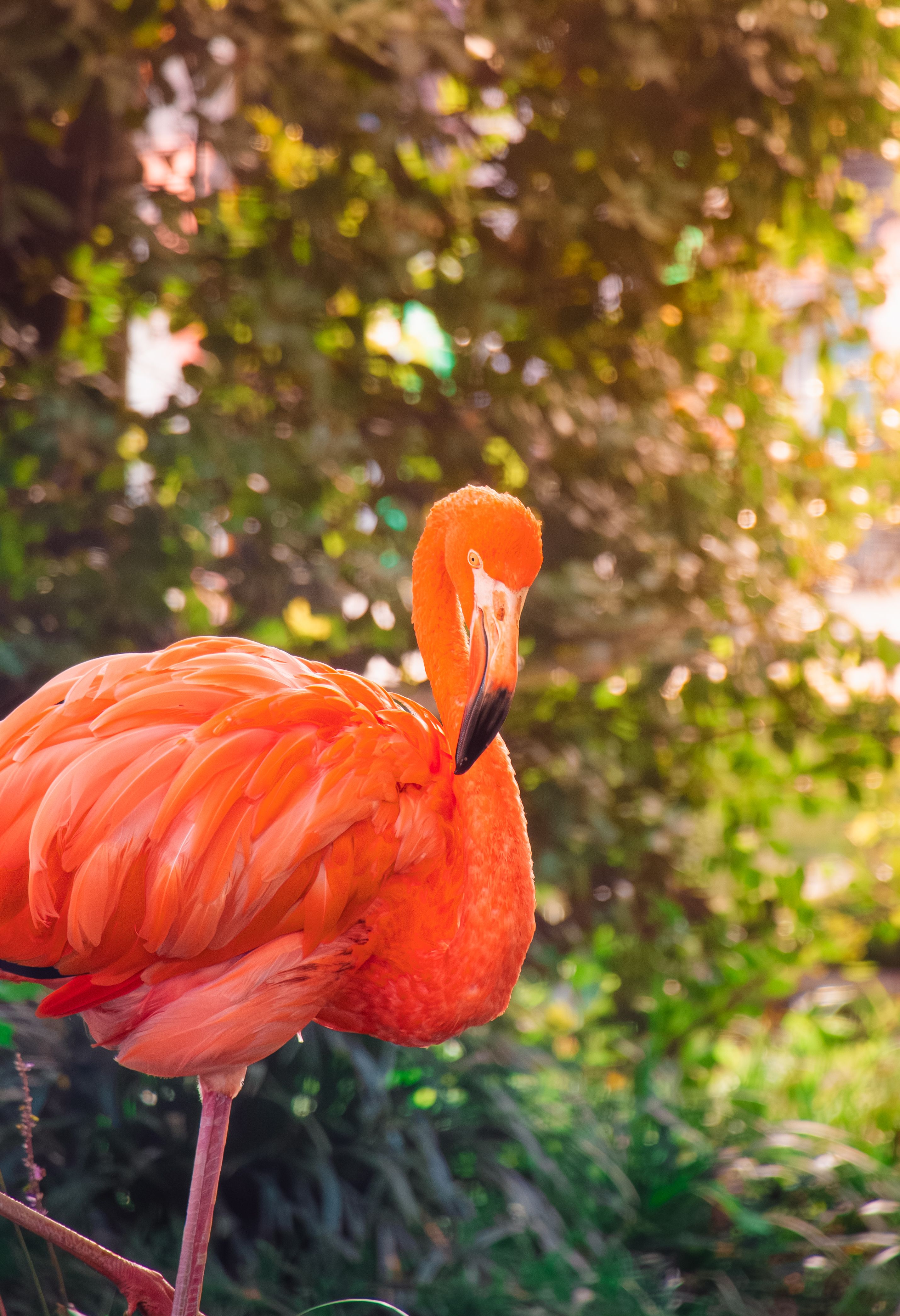 Vibrant Pink Flamingo in Lush Greenery · Free Stock Photo