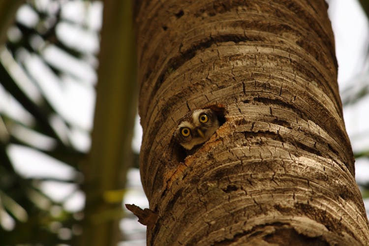 Brown Owl On Brown Tree Trunk